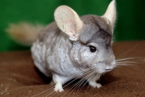 how are chinchillas similar to humans